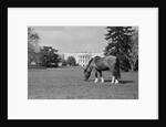 Young Horse Grazing on Grass by Anonymous