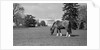 Young Horse Grazing on Grass by Anonymous