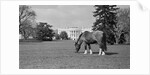 Young Horse Grazing on Grass by Anonymous