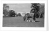 Young Horse Grazing on Grass by Anonymous