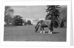 Young Horse Grazing on Grass by Anonymous