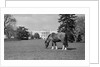 Young Horse Grazing on Grass by Anonymous