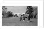 Young Horse Grazing on Grass by Anonymous