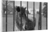 Young Horse Standing Behind Fence by Anonymous