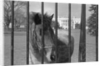 Young Horse Standing Behind Fence by Anonymous
