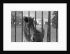 Young Horse Standing Behind Fence by Anonymous