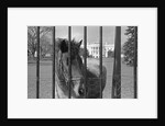 Young Horse Standing Behind Fence by Anonymous