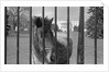Young Horse Standing Behind Fence by Anonymous