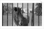 Young Horse Standing Behind Fence by Anonymous
