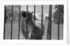 Young Horse Standing Behind Fence by Anonymous