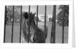 Young Horse Standing Behind Fence by Anonymous