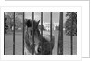 Young Horse Standing Behind Fence by Anonymous