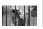 Young Horse Standing Behind Fence by Anonymous