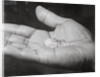 Close up of Hand Holding Diamonds by Anonymous