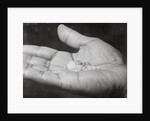 Close up of Hand Holding Diamonds by Anonymous
