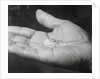 Close up of Hand Holding Diamonds by Anonymous