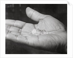 Close up of Hand Holding Diamonds by Anonymous