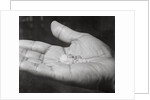 Close up of Hand Holding Diamonds by Anonymous