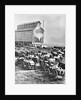 Farmers at Steam Operated Grain Elevator by Anonymous