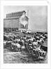 Farmers at Steam Operated Grain Elevator by Anonymous