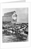 Farmers at Steam Operated Grain Elevator by Anonymous