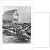 Farmers at Steam Operated Grain Elevator by Anonymous