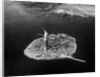 Aerial View of Liberty Island by Anonymous