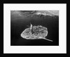 Aerial View of Liberty Island by Anonymous
