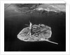 Aerial View of Liberty Island by Anonymous