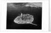 Aerial View of Liberty Island by Anonymous