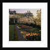 White House Rose Garden by Anonymous