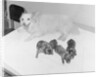 Dogs Lying on Bed by Anonymous