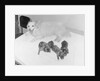 Dogs Lying on Bed by Anonymous