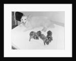 Dogs Lying on Bed by Anonymous