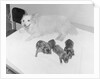 Dogs Lying on Bed by Anonymous