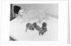 Dogs Lying on Bed by Anonymous