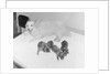 Dogs Lying on Bed by Anonymous