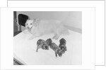 Dogs Lying on Bed by Anonymous