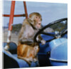Johnny Rhesus Driving Tractor by Anonymous