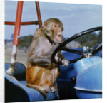 Johnny Rhesus Driving Tractor by Anonymous