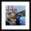 Johnny Rhesus Driving Tractor by Anonymous