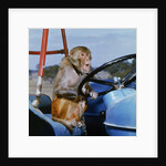 Johnny Rhesus Driving Tractor by Anonymous