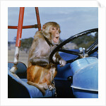 Johnny Rhesus Driving Tractor by Anonymous