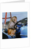Johnny Rhesus Driving Tractor by Anonymous