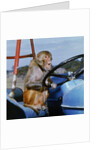 Johnny Rhesus Driving Tractor by Anonymous