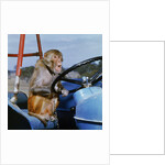 Johnny Rhesus Driving Tractor by Anonymous