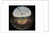 Houston Domed Stadium by Anonymous