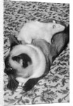 Cat and Rat Lying Together by Anonymous