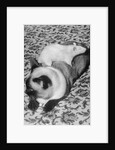 Cat and Rat Lying Together by Anonymous