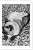 Cat and Rat Lying Together by Anonymous